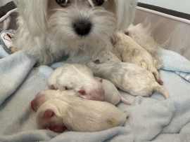 Geburt Be Happy von Malteser Austria