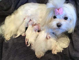 Geburt White Star von Malteser Austria