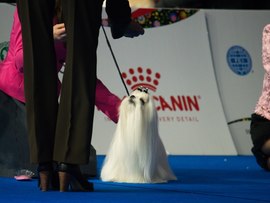 Dion auf der Euro Dog Show 2018