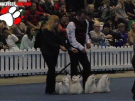 CACIB in Tulln 2014