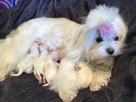 Geburt White Star von Malteser Austria