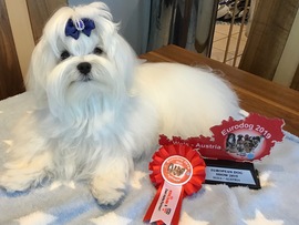 Zeus - Eurodogshow Wels 2019