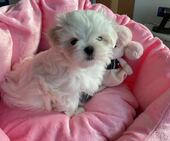 A-Wurf_Remy_8._Wo__Alessia_10_-_1.jpg