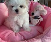 A-Wurf_Remy_8._Wo__Alessia_14_-_1.jpg