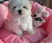 A-Wurf_Remy_8._Wo__Alessia_15_-_1.jpg