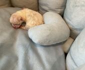 A-Wurf_Remy_Geburt__2._Bub_1_-_1.jpg