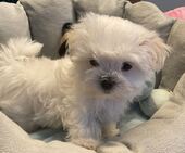 B-Wurf_Kathy_8._Wo_1._Bub_12_-_1.jpg