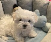 B-Wurf_Kathy_8._Wo_1._Bub_17_-_1.jpg