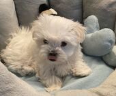 B-Wurf_Kathy_8._Wo_1._Bub_18_-_1.jpg