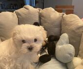 B-Wurf_Kathy_8._Wo_1._Bub_1_-_1.jpg