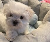 B-Wurf_Kathy_8._Wo_1._Bub_22_-_1.jpg