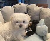 B-Wurf_Kathy_8._Wo_1._Bub_2_-_1.jpg