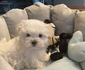B-Wurf_Kathy_8._Wo_1._Bub_4_-_1.jpg