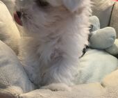 B-Wurf_Kathy_8._Wo_2._Bub_12_-_1.jpg