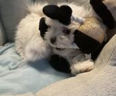 B-Wurf_Kathy_8._Wo_2._Bub_15_-_1.jpg
