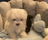 B-Wurf_Kathy_8._Wo_2._Bub_2_-_1.jpg