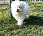 Bailey_4,5_Monate_1_-_1.jpg