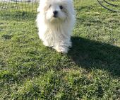 Bailey_4,5_Monate_2_-_1.jpg