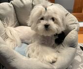 Bailey_5,5_Monate_10_-_1.jpg