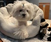 Bailey_5,5_Monate_2_-_1.jpg