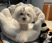 Bailey_5,5_Monate_3_-_1.jpg