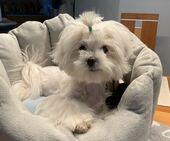 Bailey_5,5_Monate_6_-_1.jpg