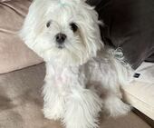 Bailey_5_Monate_1_-_1.jpg