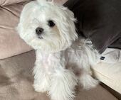 Bailey_5_Monate_2_-_1.jpg
