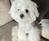 Bailey_5_Monate_3_-_1.jpg