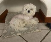 Bailey_6_Monate_5_-_1.jpg