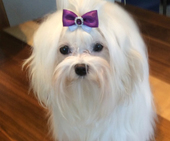 Coco_Chanel_10_Monate_56_-_1.jpg