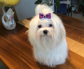 Coco_Chanel_10_Monate_58_-_1.jpg
