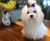 Coco_Chanel_10_Monate_68_-_1.jpg