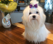 Coco_Chanel_10_Monate_72_-_1.jpg