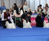Eurodogshow_31.jpg
