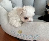 F-Wurf_Sunny_7._Woche__Bub_12_-_1.jpg