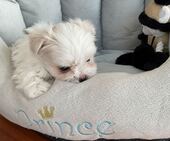 F-Wurf_Sunny_7._Woche__Bub_13_-_1.jpg