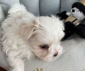 F-Wurf_Sunny_7._Woche__Bub_18_-_1.jpg