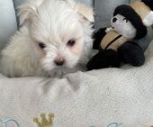 F-Wurf_Sunny_7._Woche__Bub_19_-_1.jpg
