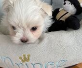 F-Wurf_Sunny_7._Woche__Bub_20_-_1.jpg
