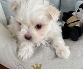 F-Wurf_Sunny_7._Woche__Bub_21_-_1.jpg