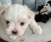 F-Wurf_Sunny_7._Woche__Bub_22_-_1.jpg