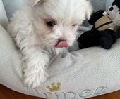 F-Wurf_Sunny_7._Woche__Bub_23_-_1.jpg