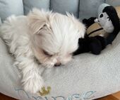 F-Wurf_Sunny_7._Woche__Bub_24_-_1.jpg