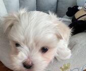 F-Wurf_Sunny_7._Woche__Bub_27_-_1.jpg