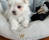 F-Wurf_Sunny_7._Woche__Bub_28_-_1.jpg