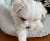 F-Wurf_Sunny_7._Woche__Bub_29_-_1.jpg