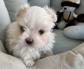 F-Wurf_Sunny_7._Woche__Bub_2_-_1.jpg