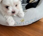 F-Wurf_Sunny_7._Woche__Bub_30_-_1.jpg