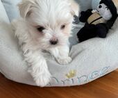 F-Wurf_Sunny_7._Woche__Bub_31_-_1.jpg